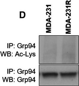 ADI-SPA-850 Grp94 monoclonal antibody (9G10) Western Blot Human 1