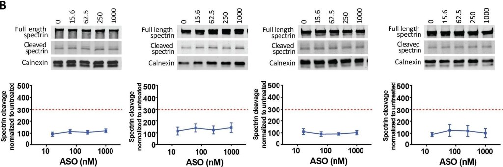BML-FG6090 α Fodrin monoclonal antibody (AA6) Western Blot 1