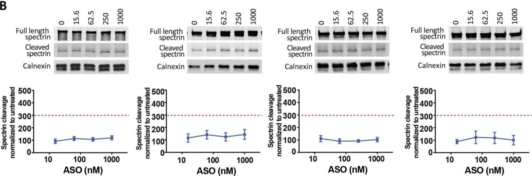 BML-FG6090 α Fodrin monoclonal antibody (AA6) Western Blot 1