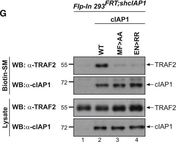 ALX-803-335 c-IAP1 monoclonal antibody (1E1-1-10) Western Blot Mouse 8