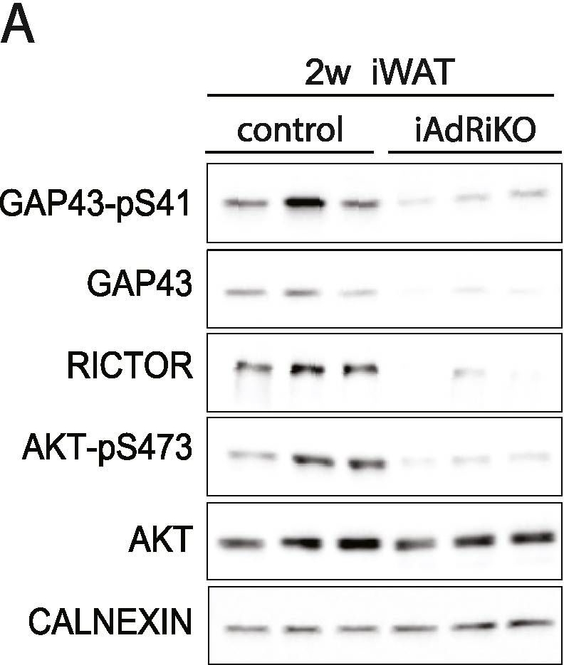 ADI-SPA-860 Calnexin polyclonal antibody Western Blot Mouse 34