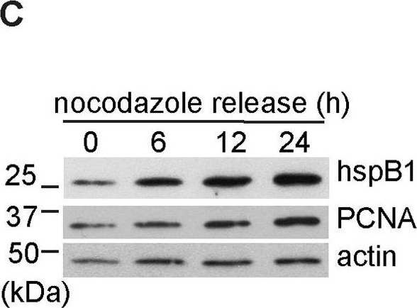 ADI-SPA-801 HSP25 polyclonal antibody Western Blot 4