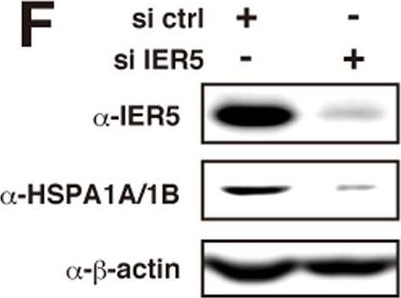 ADI-SPA-810 HSP70/HSP72 monoclonal antibody (C92F3A-5) Western Blot Human 3
