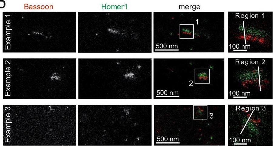 ADI-VAM-PS003 Bassoon monoclonal antibody (SAP7F407) Immunohistochemistry-Immunofluorescence Rat 3