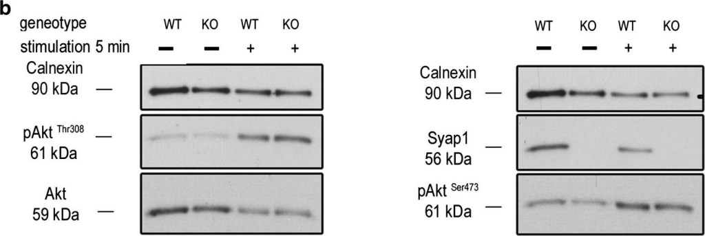 ADI-SPA-860 Calnexin polyclonal antibody Western Blot Mouse 14