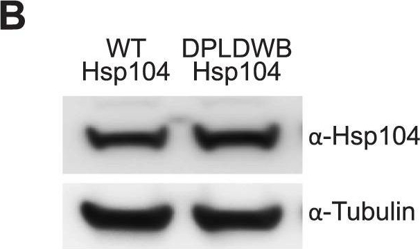 ADI-SPA-1040 HSP104 (yeast) polyclonal antibody Western Blot Drosophila melanogaster 3