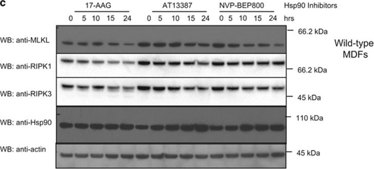 ADI-SPA-835 HSP90 monoclonal antibody (16F1) Western Blot Mouse 1