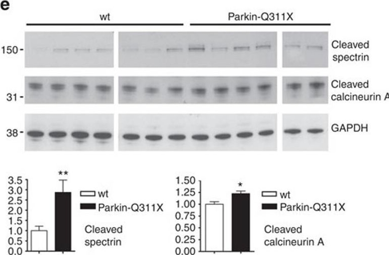 ADI-SPA-610 Calcineurin A polyclonal antibody Western Blot 1