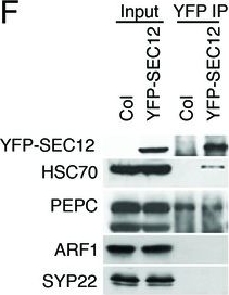 ADI-SPA-818 HSC70 (plant) monoclonal antibody (1D9) Western blot following Immunoprecipitation Arabidopsis thaliana 1