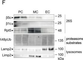 BML-PW8770 Proteasome 19S Rpt5/S6a subunit monoclonal antibody (TBP1-19) Western Blot 3