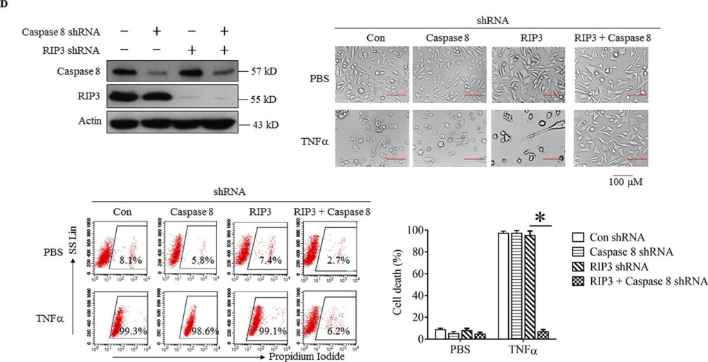 ALX-804-447 Caspase-8 (mouse) monoclonal antibody (1G12) Western Blot Mouse 1