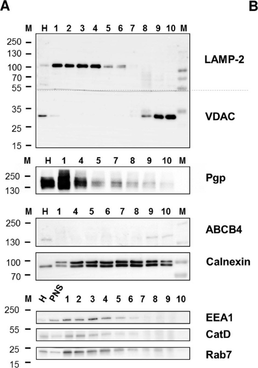 ALX-801-002 P-glycoprotein monoclonal antibody (C219) Western Blot Rat 1
