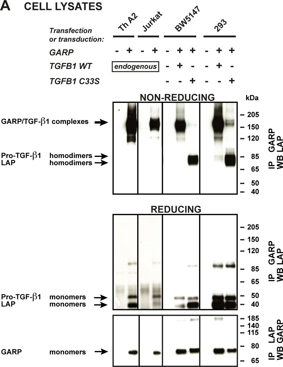 ALX-804-867 LRRC32 monoclonal antibody (Plato-1) Western blot following Immunoprecipitation Human 3