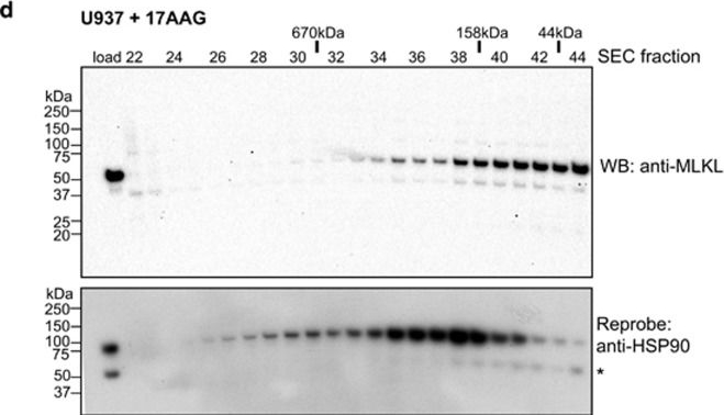 ADI-SPA-835 HSP90 monoclonal antibody (16F1) Western Blot Human 3