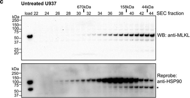 ADI-SPA-835 HSP90 monoclonal antibody (16F1) Western Blot Human 2