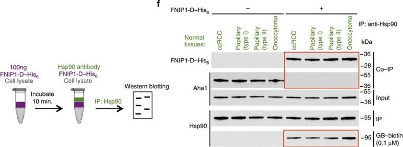 ADI-SPA-835 HSP90 monoclonal antibody (16F1) Western Blot Human 12