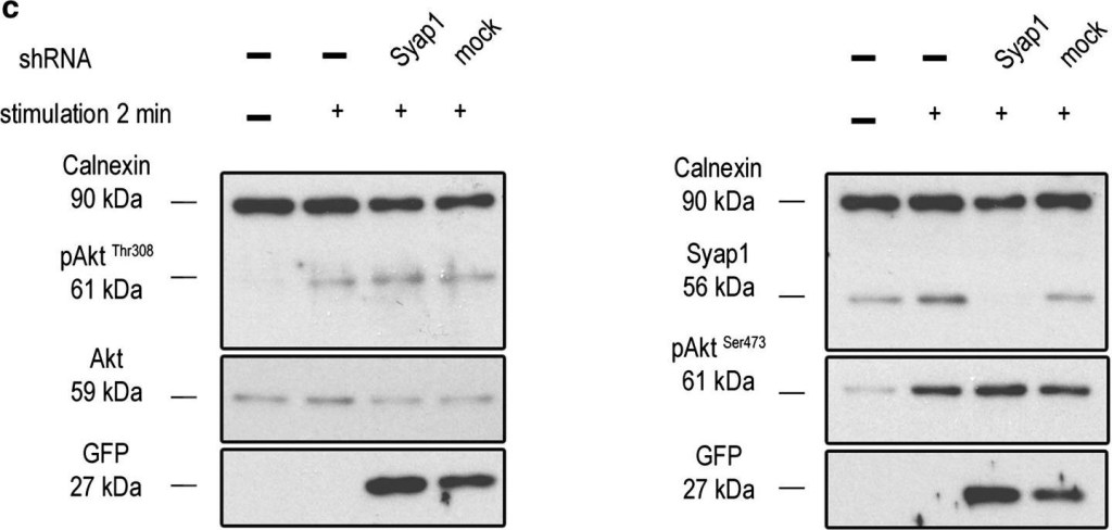 ADI-SPA-860 Calnexin polyclonal antibody Western Blot Mouse 15