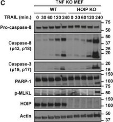 ALX-804-447 Caspase-8 (mouse) monoclonal antibody (1G12) Western Blot Human 1