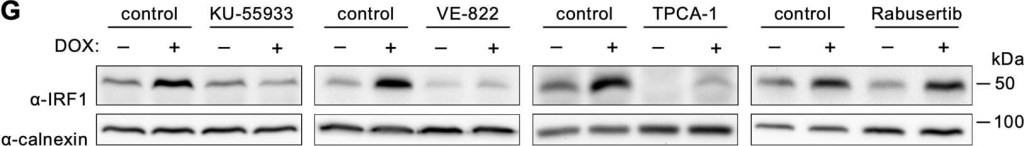 ADI-SPA-865 Calnexin polyclonal antibody Western Blot Human 11