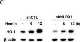 ADI-SPA-896 HO-1 polyclonal antibody Western Blot 3