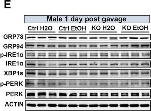 ADI-SPA-850 Grp94 monoclonal antibody (9G10) Western Blot 4