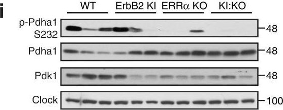 ADI-KAP-PK112 PDK1 polyclonal antibody Western Blot Mouse 1