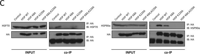 ADI-SPA-840 HSP90α monoclonal antibody (9D2) Western Blot Human 1