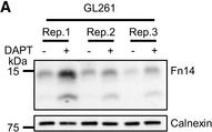 ADI-SPA-860 Calnexin polyclonal antibody Western Blot Human 7