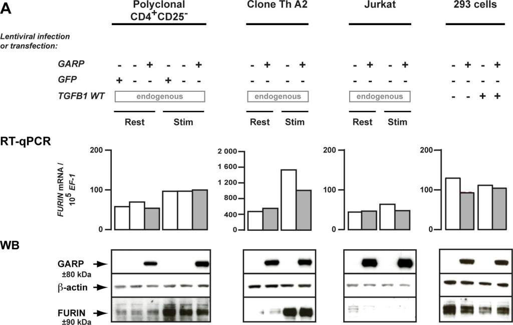 ALX-804-867 LRRC32 monoclonal antibody (Plato-1) Western blot following Immunoprecipitation Human 1