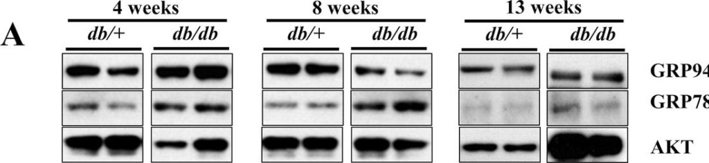 ADI-SPA-850 Grp94 monoclonal antibody (9G10) Western Blot 5