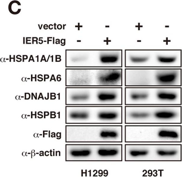 ADI-SPA-810 HSP70/HSP72 monoclonal antibody (C92F3A-5) Western Blot Human 2