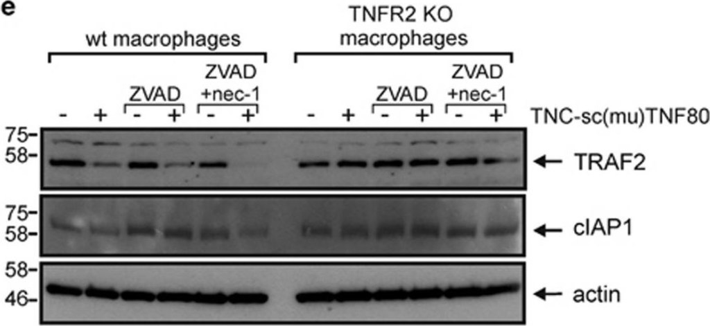 ALX-803-335 c-IAP1 monoclonal antibody (1E1-1-10) Western Blot Mouse 1