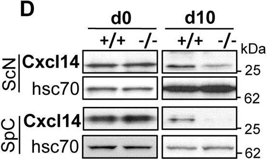 ADI-SPA-816 HSC70/HSP73 polyclonal antibody Western Blot Mouse 1