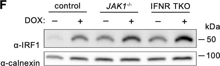 ADI-SPA-865 Calnexin polyclonal antibody Western Blot Human 8