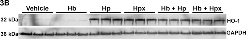 ADI-OSA-111 HO-1 monoclonal antibody (HO-1-2) Western Blot Mouse 1