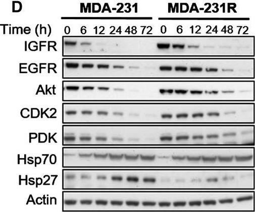 ADI-SPA-812 HSP70/HSP72 polyclonal antibody Western Blot Human 5
