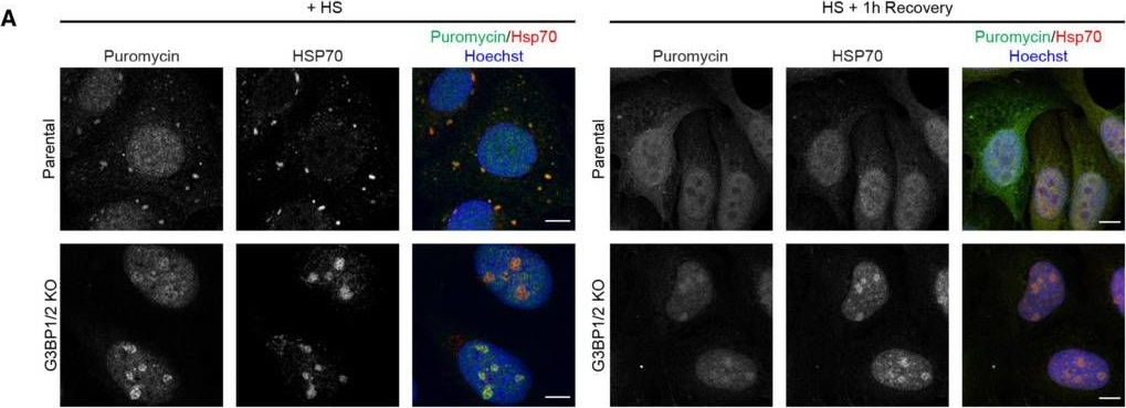 ADI-SPA-810 HSP70/HSP72 monoclonal antibody (C92F3A-5) Immunocytochemistry-Immunofluorescence Human 2