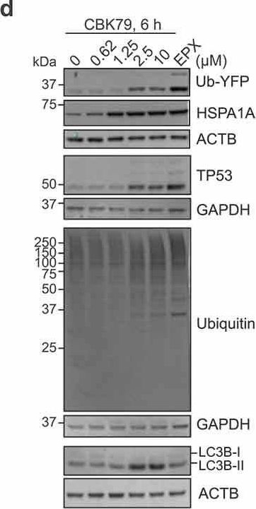 ADI-SPA-810 HSP70/HSP72 monoclonal antibody (C92F3A-5) Western Blot Human 7