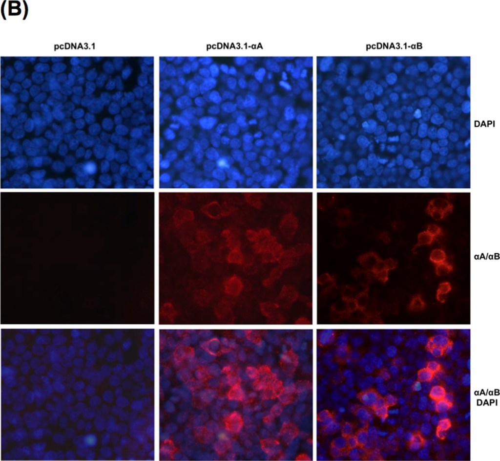 ADI-SPA-224 αA/αB-Crystallin polyclonal antibody Immunocytochemistry-Immunofluorescence Mouse 1