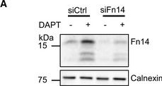 ADI-SPA-860 Calnexin polyclonal antibody Western Blot Human 6