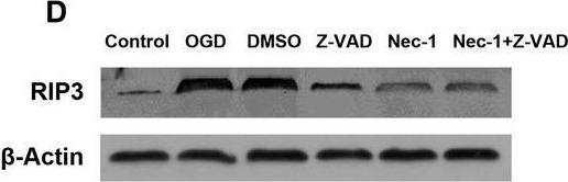 ADI-905-242 RIP3 polyclonal antibody Western Blot Rat 2