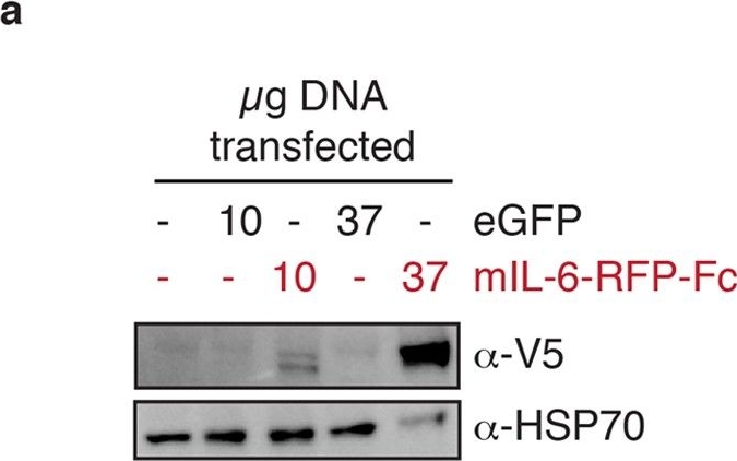 ADI-SPA-820 HSC70/HSP70 monoclonal antibody (N27F3-4) Western Blot Mouse 2