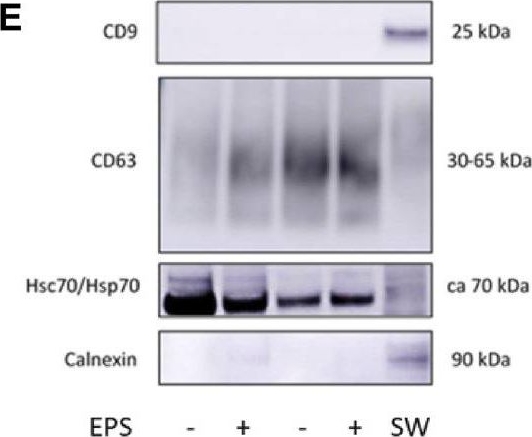 ADI-SPA-820 HSC70/HSP70 monoclonal antibody (N27F3-4) Western Blot Human 1