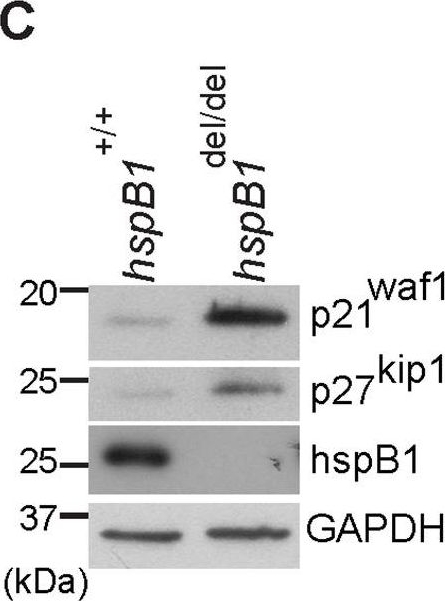 ADI-SPA-801 HSP25 polyclonal antibody Western Blot 2
