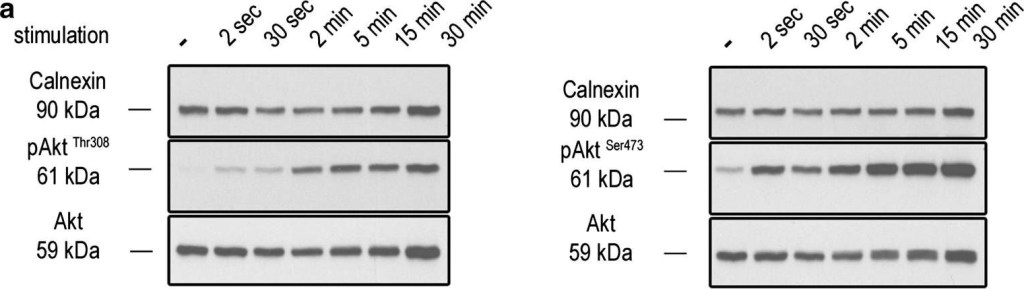 ADI-SPA-860 Calnexin polyclonal antibody Western Blot Mouse 13
