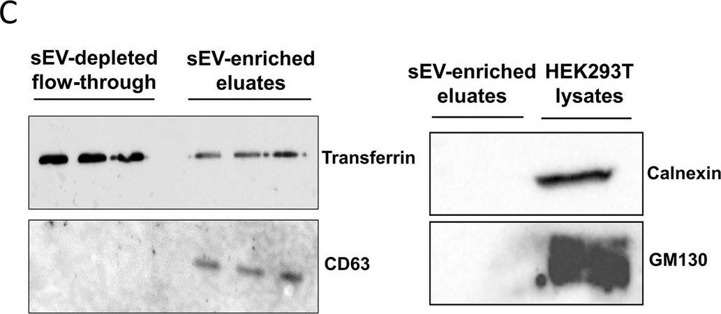 ADI-SPA-860 Calnexin polyclonal antibody Western Blot Human 15