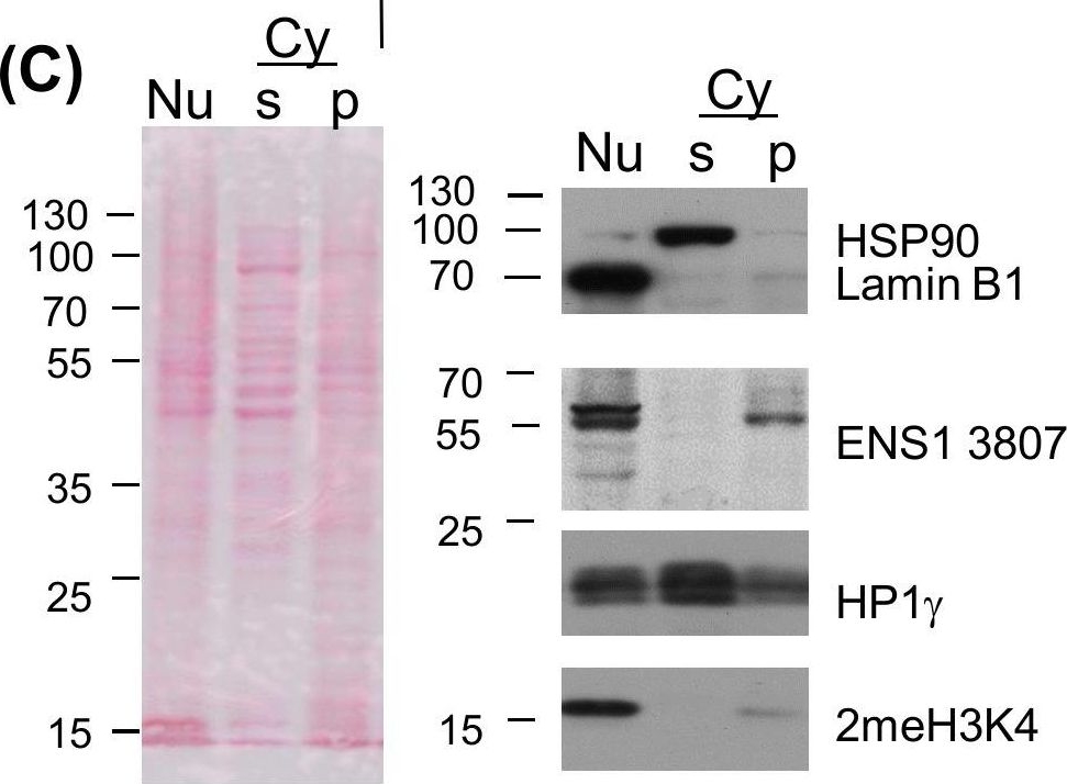 ADI-SPA-830 HSP90 monoclonal antibody (AC88) Western Blot 3