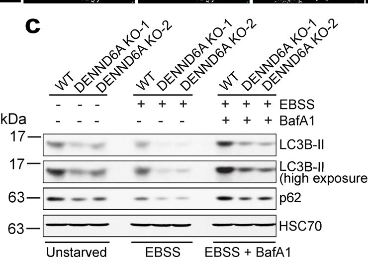 ADI-SPA-815 HSC70/HSP73 monoclonal antibody (1B5) Western Blot 2