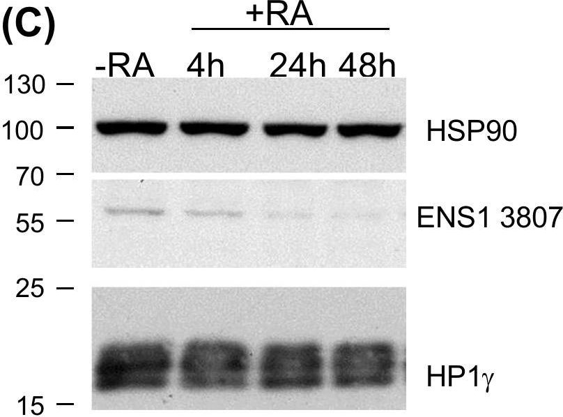 ADI-SPA-830 HSP90 monoclonal antibody (AC88) Western Blot 2