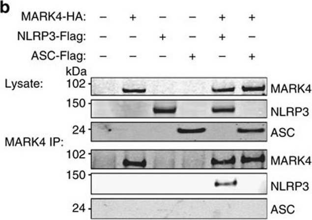 ADI-905-173 ASC polyclonal antibody Western Blot Mouse 1